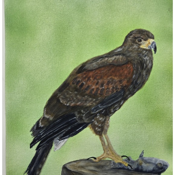 Original Acrylic Painting Harris Hawk 9x12  Wildlife Bird of Prey Art Canvas - Picture 2 of 6